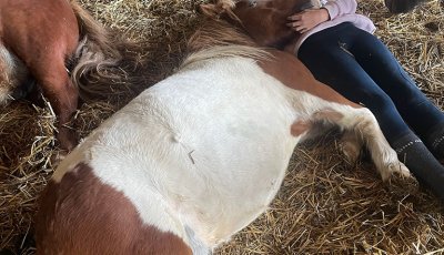 Sortie à la ferme - Section scolaire Équitation