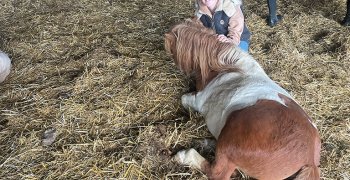 Sortie à la ferme - Section scolaire Équitation